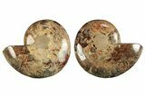 Polished, Sutured Ammonite (Argonauticeras?) Fossil - Madagascar #247506-1